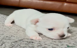 Chihuahua dogs for sale: 5 gorgeous chihuahua pups - viewings start 23/08 - Image 6