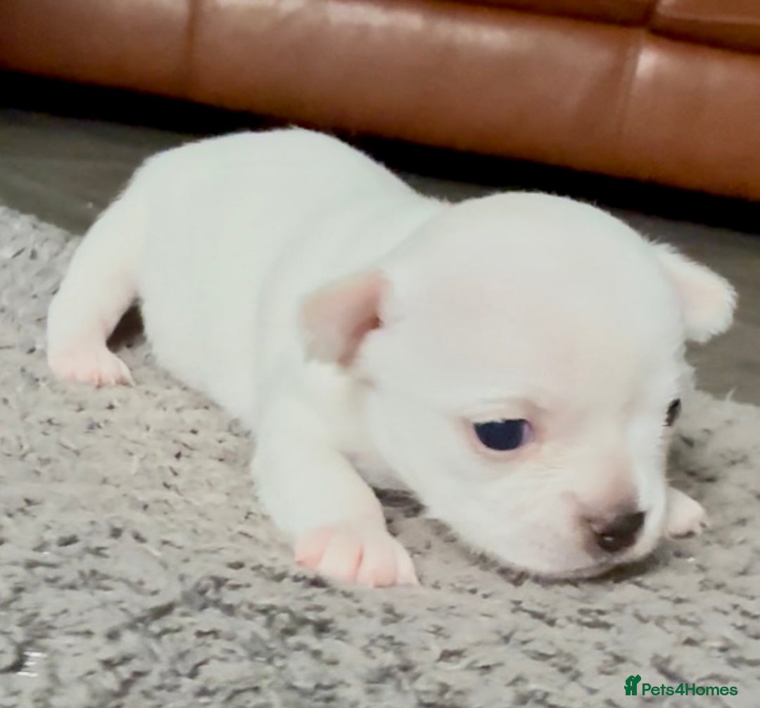 Chihuahua dogs for sale: 5 gorgeous chihuahua pups - viewings start 23/08 - Image 6