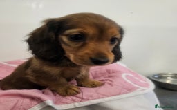 Miniature Dachshund dogs for sale: Miniature long-haired puppies  - Image 3