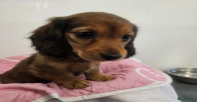 Miniature Dachshund dogs - Advert 11