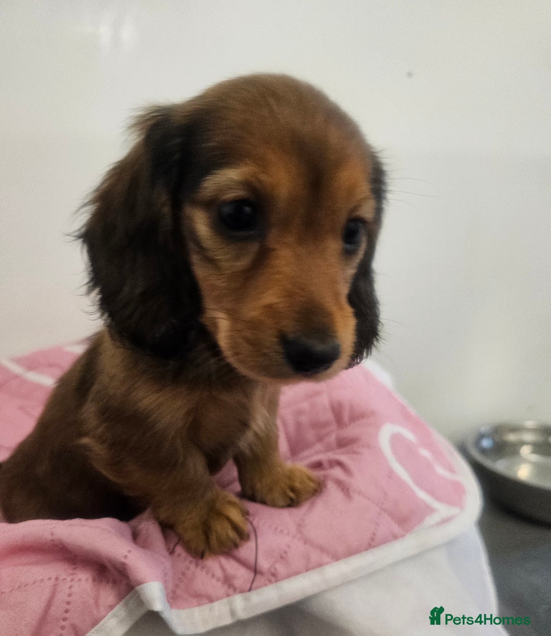 Miniature Dachshund dogs for sale: Miniature long-haired puppies  - Image 3