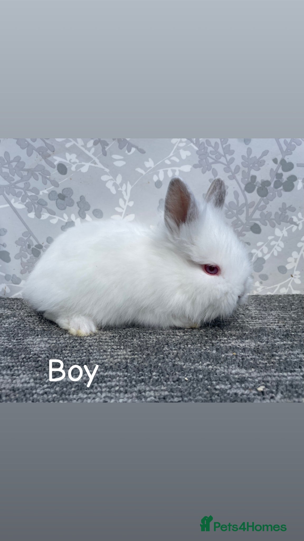 Lionhead rabbits Double main lionhead  - Advert 8