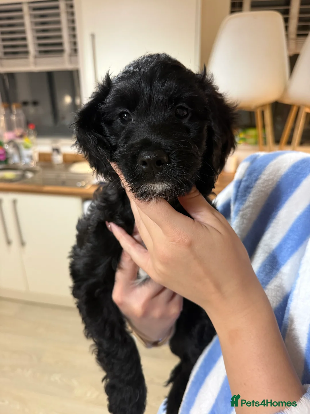 Sproodle dogs for sale: •LAST 3 GIRLS AVAILABLE• READY TO LEAVE• - Advert 2