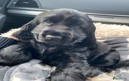 Cocker Spaniel dogs for sale: GOLDEN health tested show cocker spaniel pups - Image 20