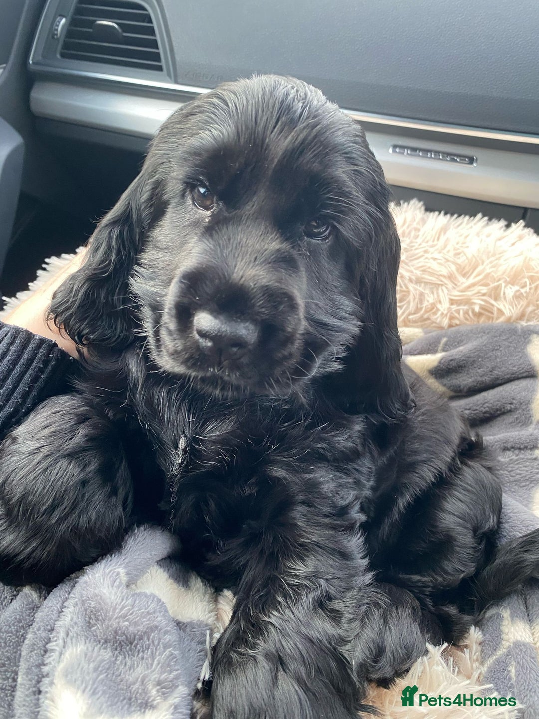 Cocker Spaniel dogs for sale: GOLDEN health tested show cocker spaniel pups - Image 20
