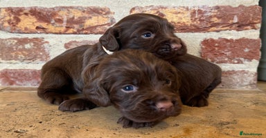 Cocker Spaniel dogs - Advert 8
