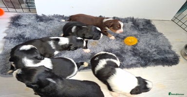 Sprollie dogs - Advert 9