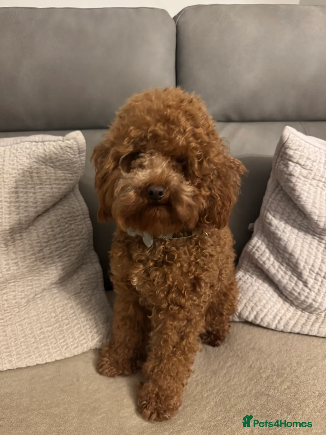 Miniature Poodle dogs for stud: Miniature Poodle Stud  - Advert 2