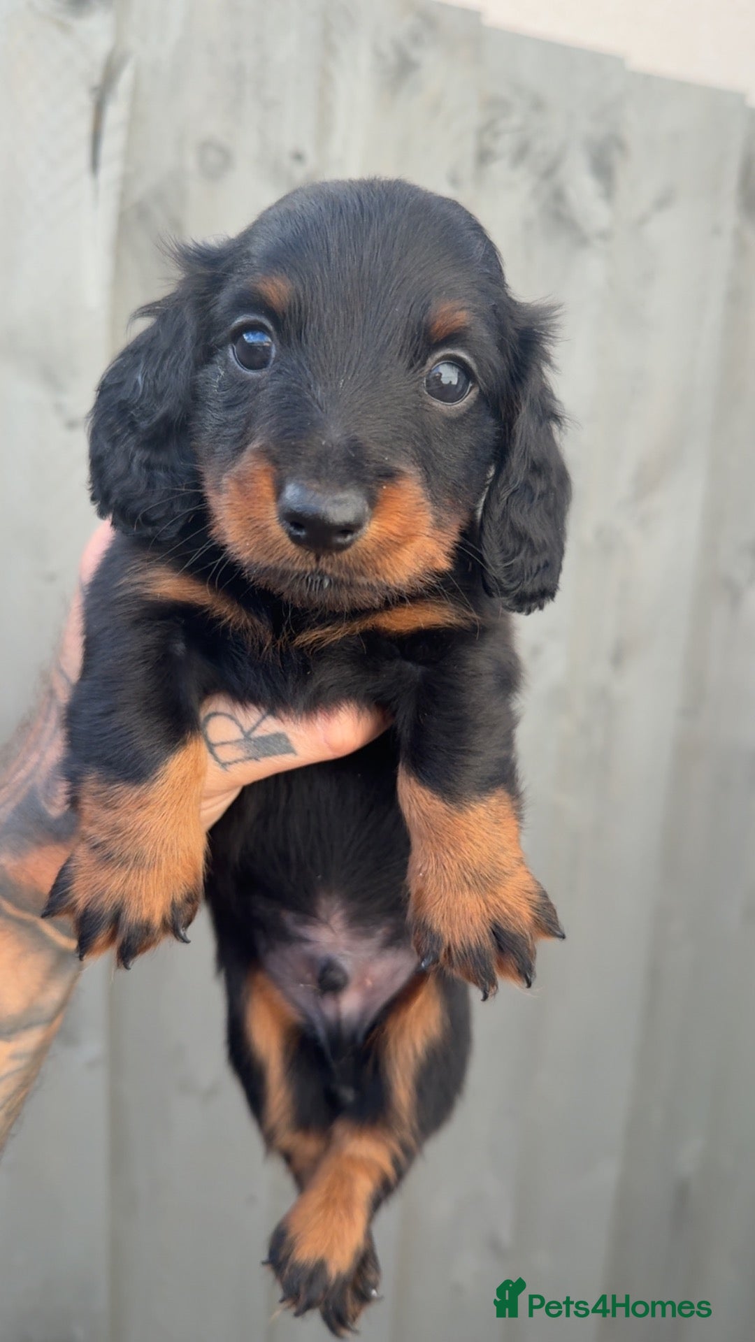 Miniature Dachshund dogs Last long haired boy 🐶🩵 - Advert 2