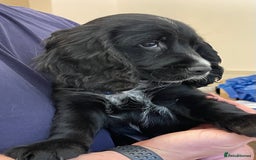 Sprocker dogs for sale: Beautiful Sprocker puppies HEALTH TESTED PARENTS - Image 35