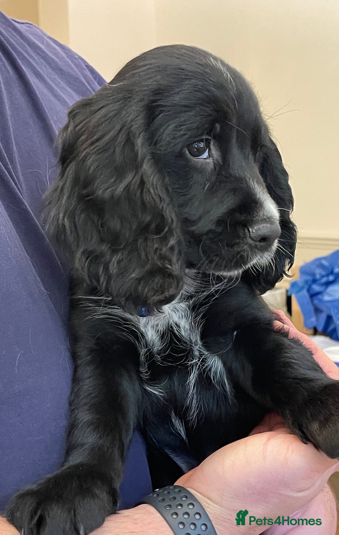 Sprocker dogs for sale: Beautiful Sprocker puppies HEALTH TESTED PARENTS - Image 35