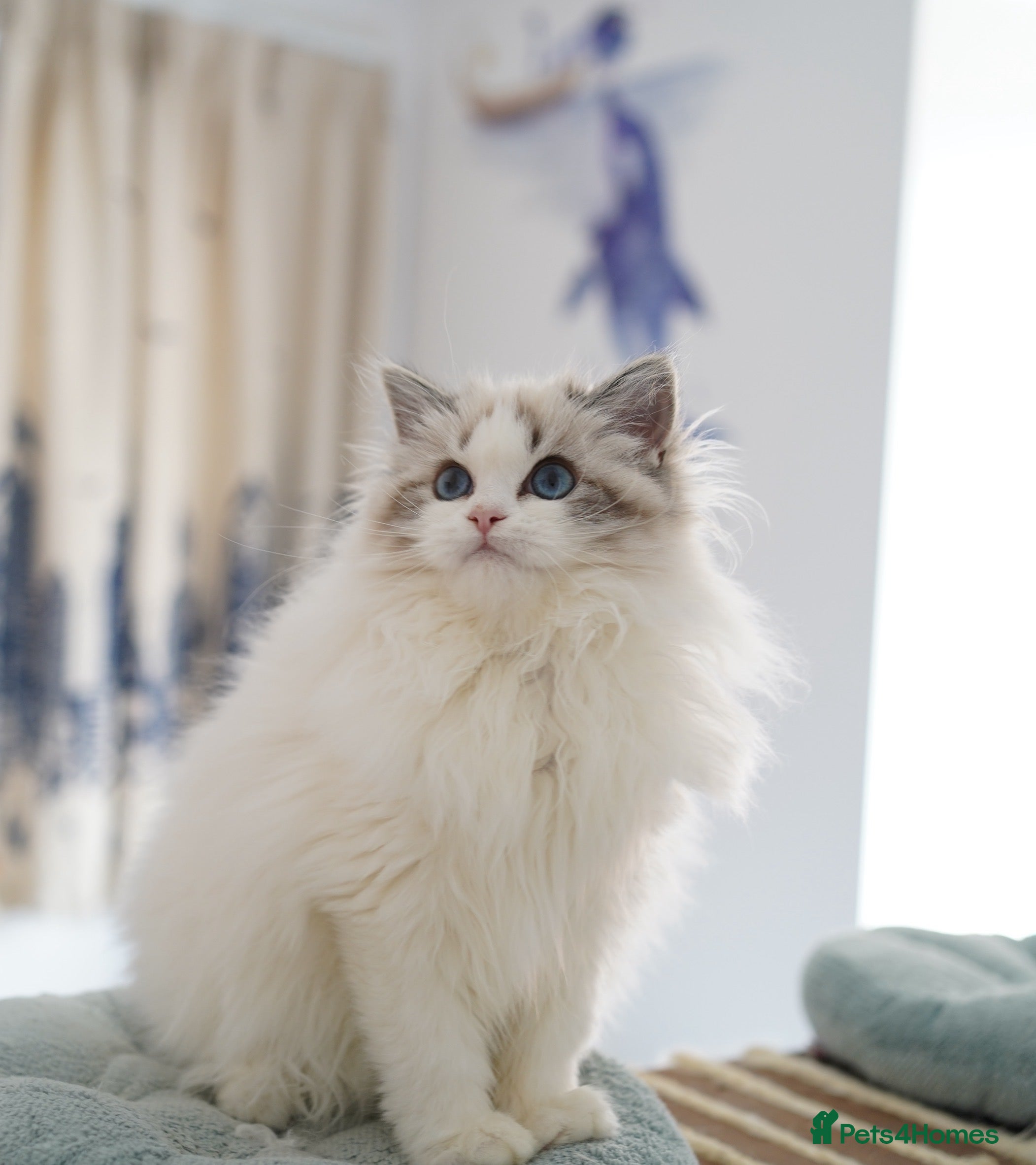 Ragdoll cats TICA register seal lynx bicolor girl  - Advert 18