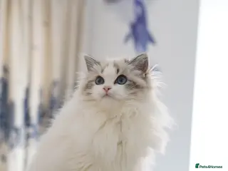 Ragdoll cats TICA register seal lynx bicolor girl - Advert 18