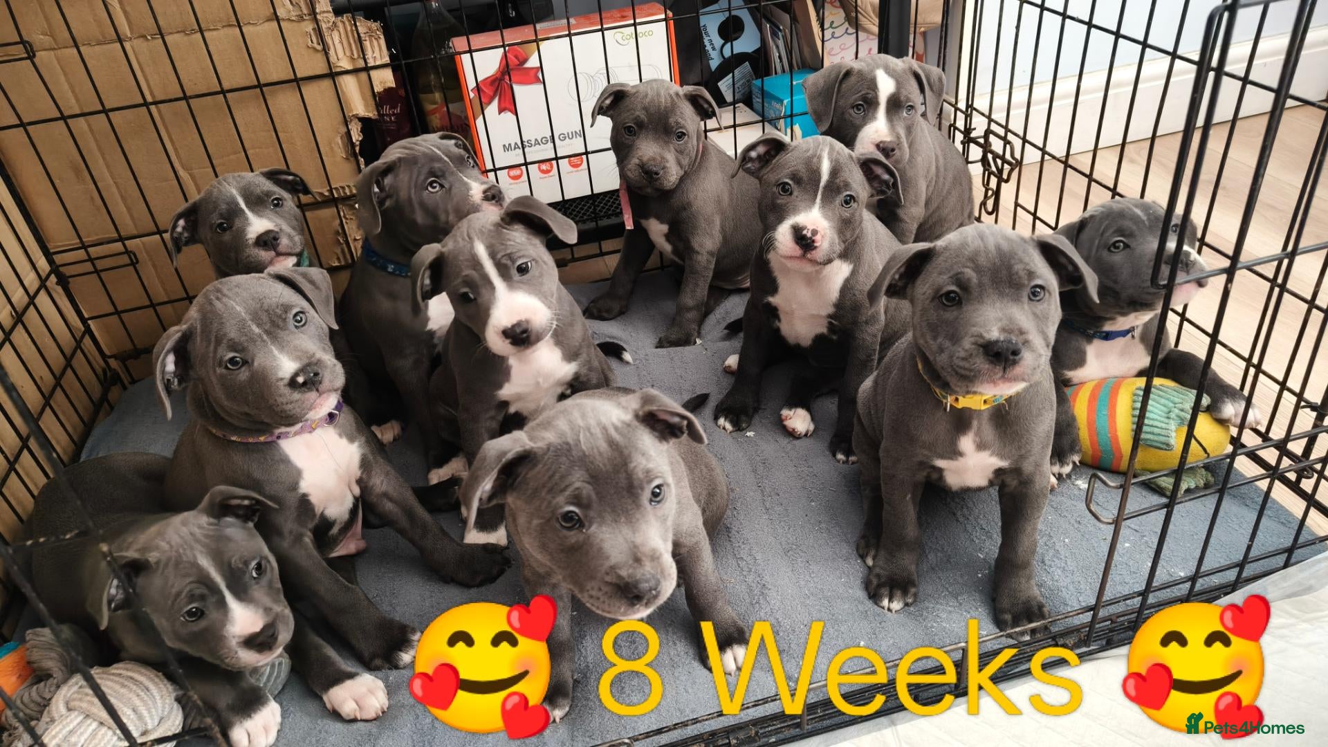 Staffordshire Bull Terrier dogs Blue Staffordshire bull terrier puppies 🐶🐕🐾 - Advert 5