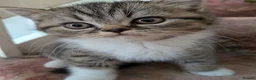 Exotic cats for sale: Beautiful exotic kittens - ready now  - Advert 18