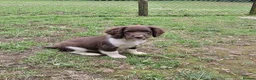 English Springer Spaniel dogs for sale: Stunning English Springer Spaniel Puppies - Advert 2