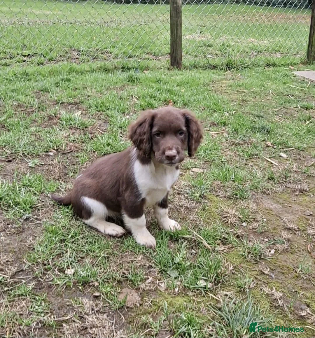 English Springer Spaniel dogs for sale: Stunning English Springer Spaniel Puppies - Advert 2