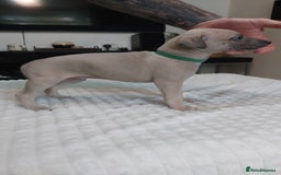 Whippet dogs for sale: Whippet pups  - Image 8