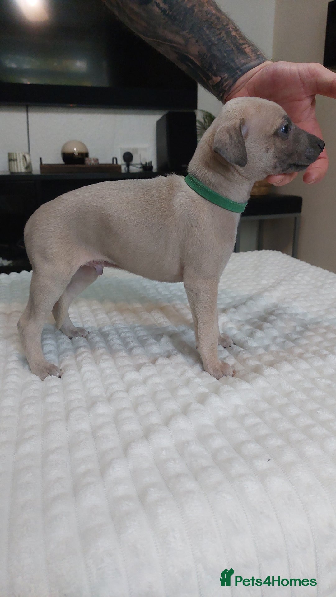 Whippet dogs for sale: Whippet pups  - Image 8