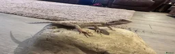 Bearded Dragon reptiles for sale: Baby Bearded Dragon 12 weeks - Advert 1