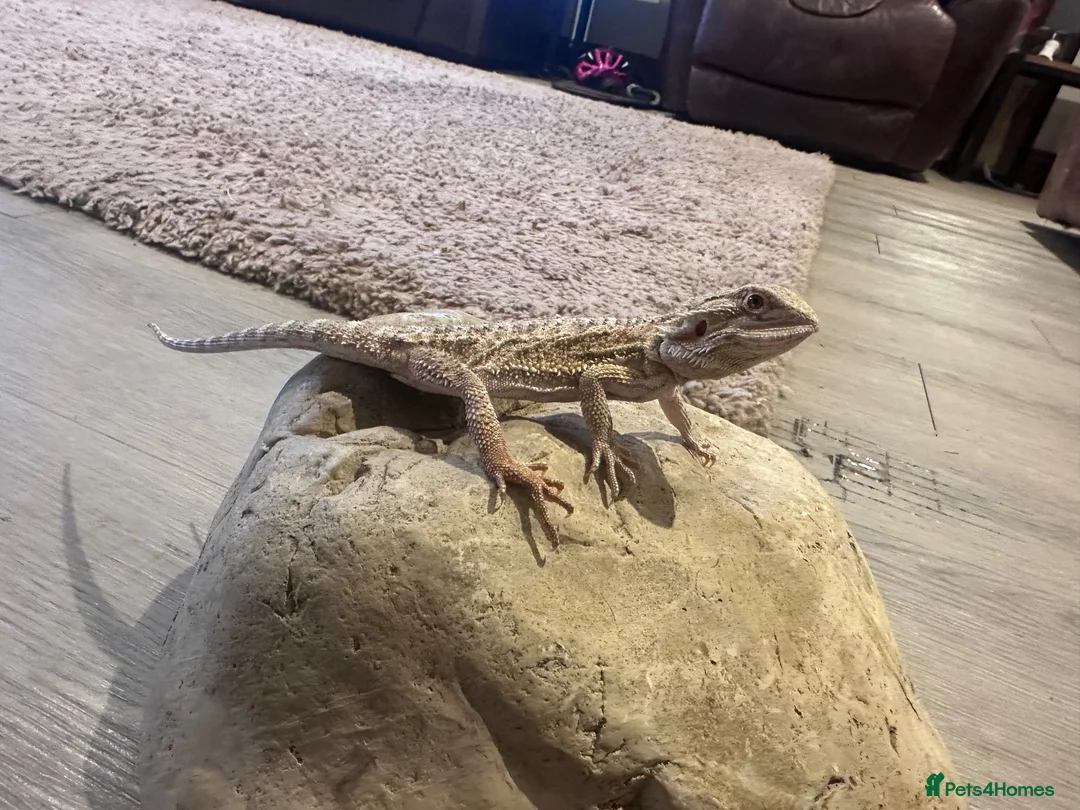 Bearded Dragon reptiles for sale: Baby Bearded Dragon 12 weeks - Advert 1