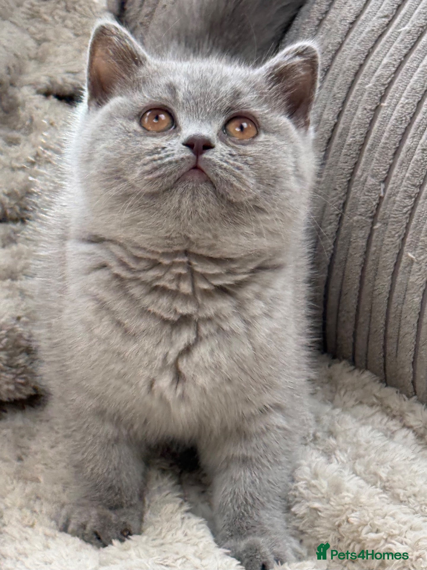 British Shorthair cats Beautiful Lilac GCCF Registered Girl - Advert 2