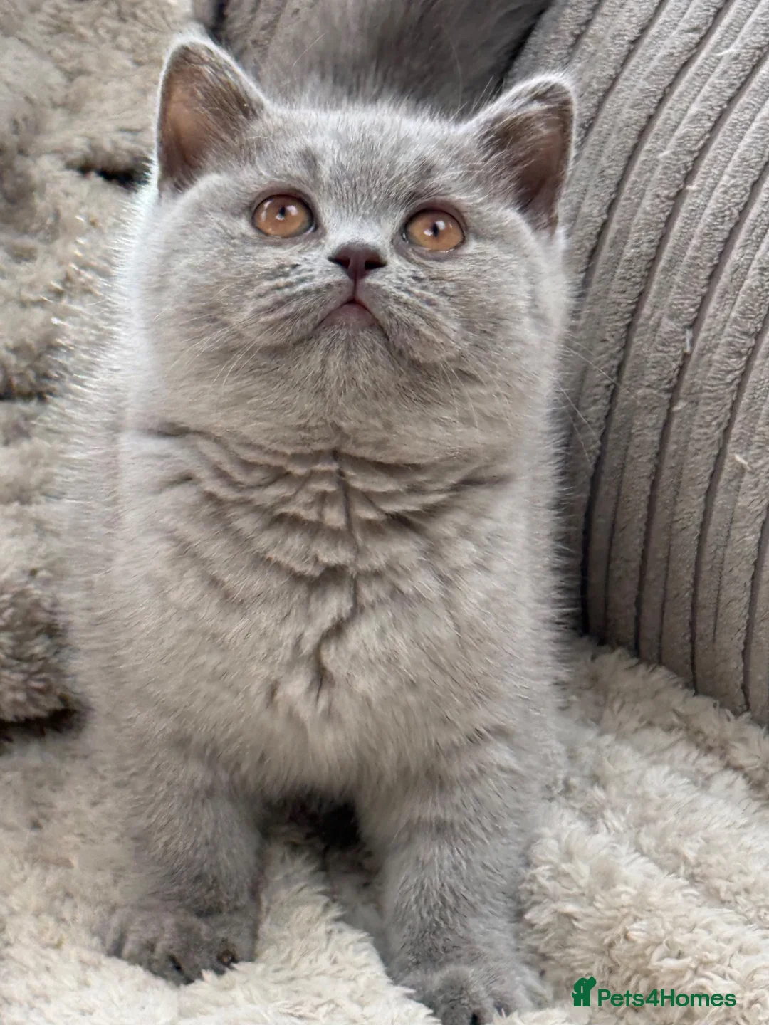 British Shorthair cats for sale: Beautiful Lilac GCCF Registered Girl - Advert 2