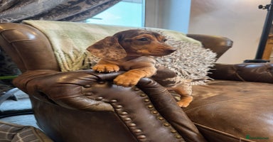 Dachshund dogs - Advert 14