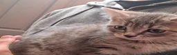 Mixed Breed cats for sale: Grey   - Advert 6