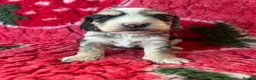 Cockapoo dogs for sale: F1 cockapoo puppies.  - Advert 4