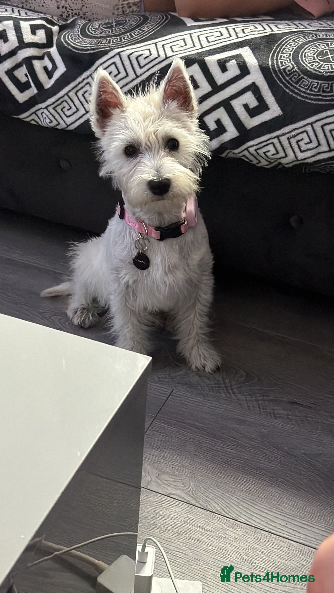 West Highland Terrier dogs West Highland White Terrier (Westie) Puppy - Advert 1