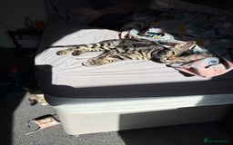 Bengal cats for sale: *CHARCOAL BENGAL FEMALE* - Image 5