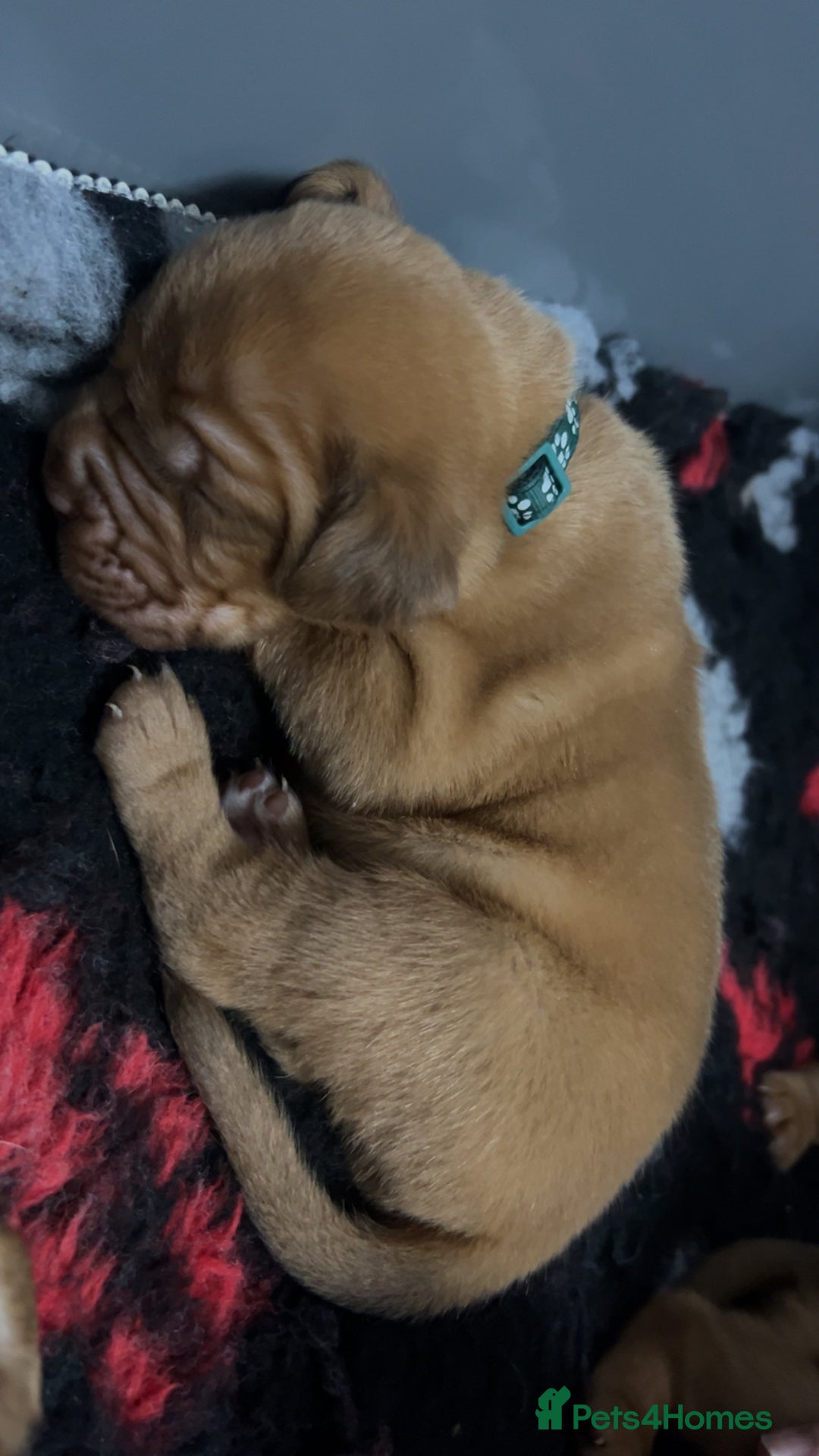Dogue De Bordeaux dogs for sale: Chunky kc registered dogue de Bordeaux puppies - Advert 17