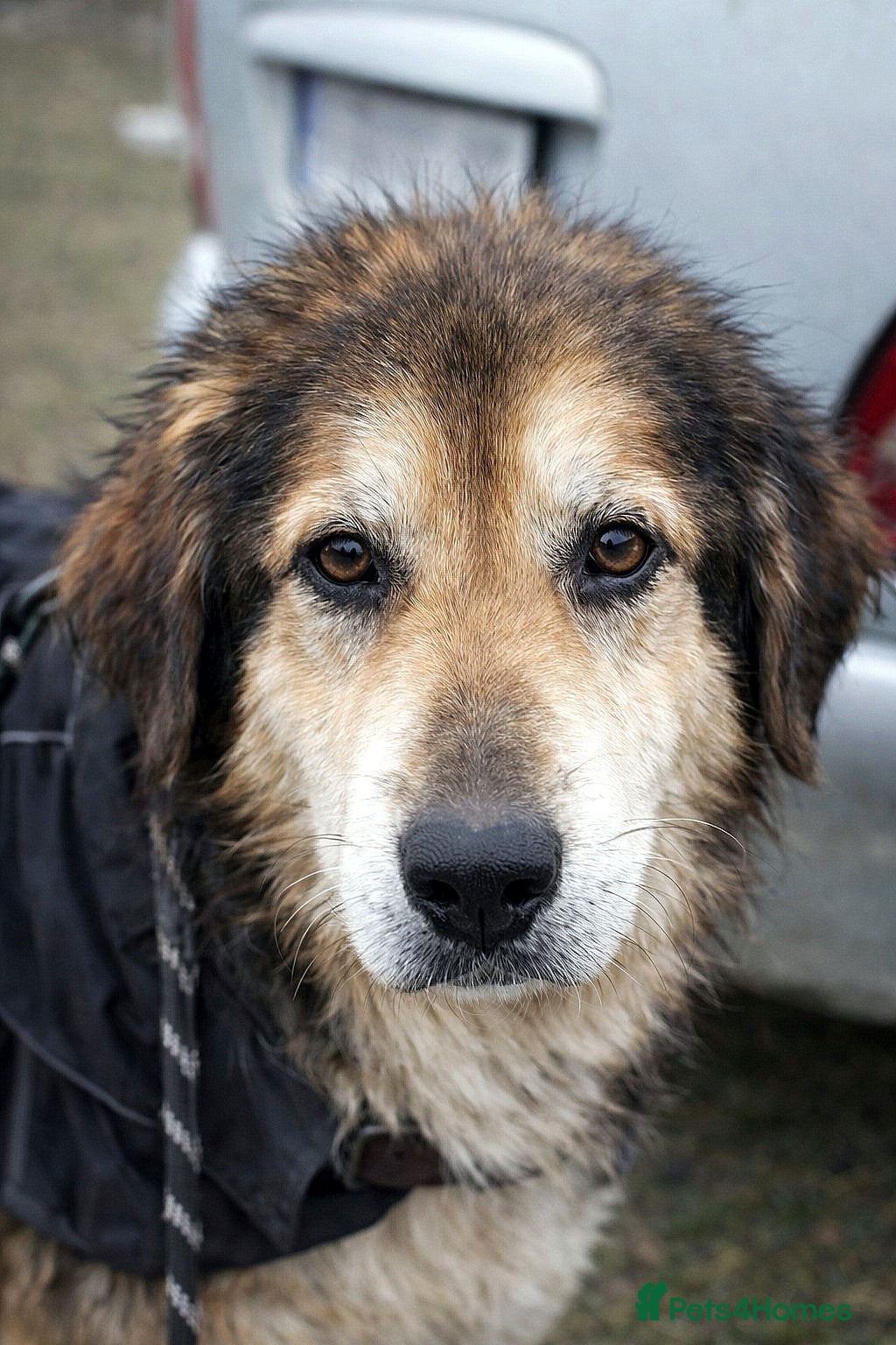 Mixed Breed dogs 🐾 ADAM – a Lovely boy for a Loving Home🐾 - Advert 1