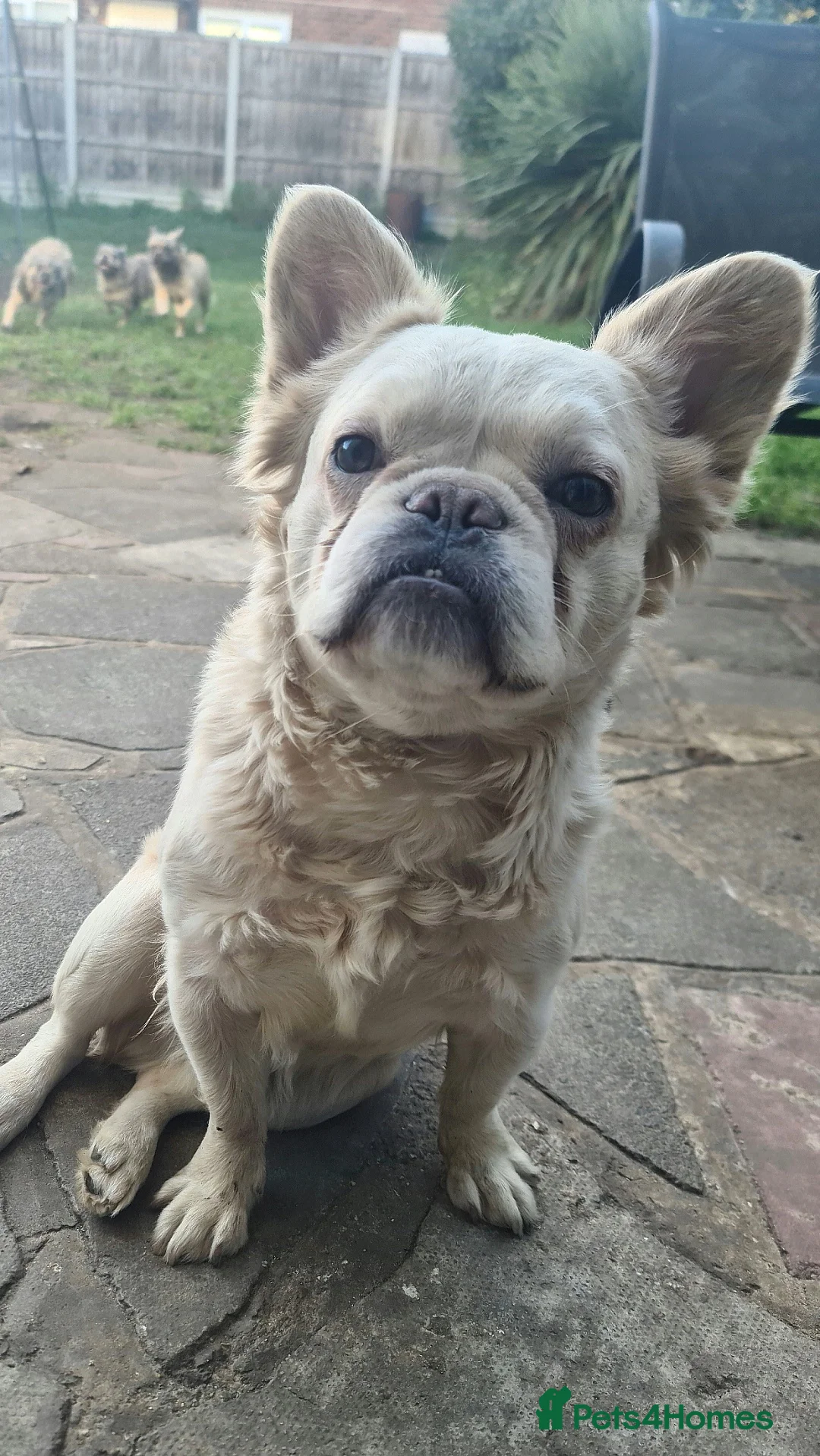 French Bulldog dogs for stud: ✨ Elite Fluffy French Bulldog Stud Available ✨ - Advert 1