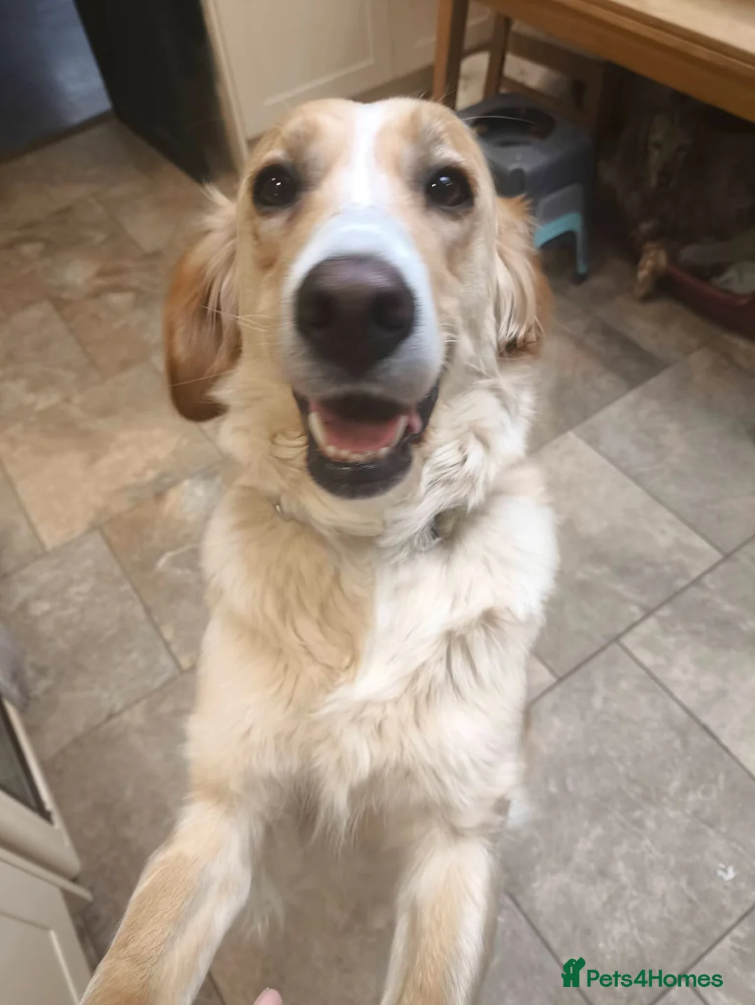 Mixed Breed dogs for adoption: Vinda in Staines - Advert 6
