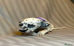 Dalmatian dogs for sale: Ready to Home Dalmatian Puppies  - Image 21