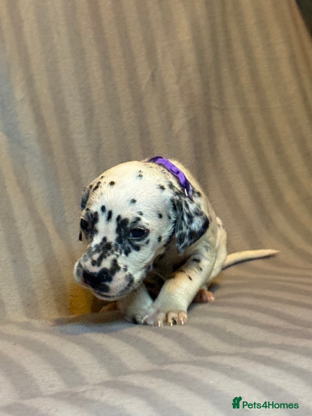 Dalmatian dogs for sale: Ready to Home Dalmatian Puppies  - Image 21
