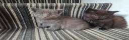 Mixed Breed cats for sale: FLUFFY MAINE COON CROSS KITTENS - Advert 15
