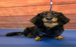 Miniature Dachshund dogs for stud: For Stud Long Haired minature Black and Tan male  in Pontefract - Advert 16