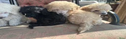 Miniature Poodle dogs for sale: Pedigree club registered Miniature poodles  - Advert 30