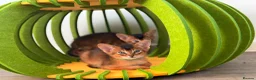 Abyssinian cats for sale: 🎖🏆🏅last 2 Abyssinian kittens  - Advert 27