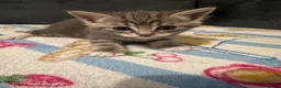 Mixed Breed cats for sale: Beautiful kittens🐱 - Advert 2