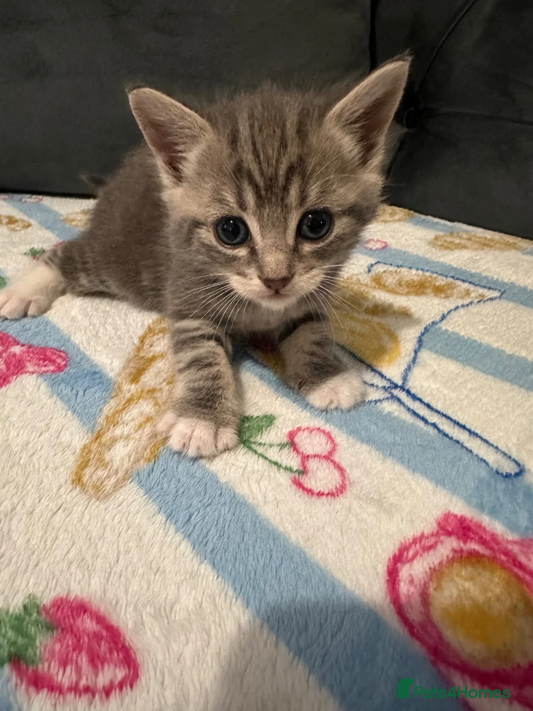 Mixed Breed cats for sale: Beautiful kittens🐱 - Advert 2