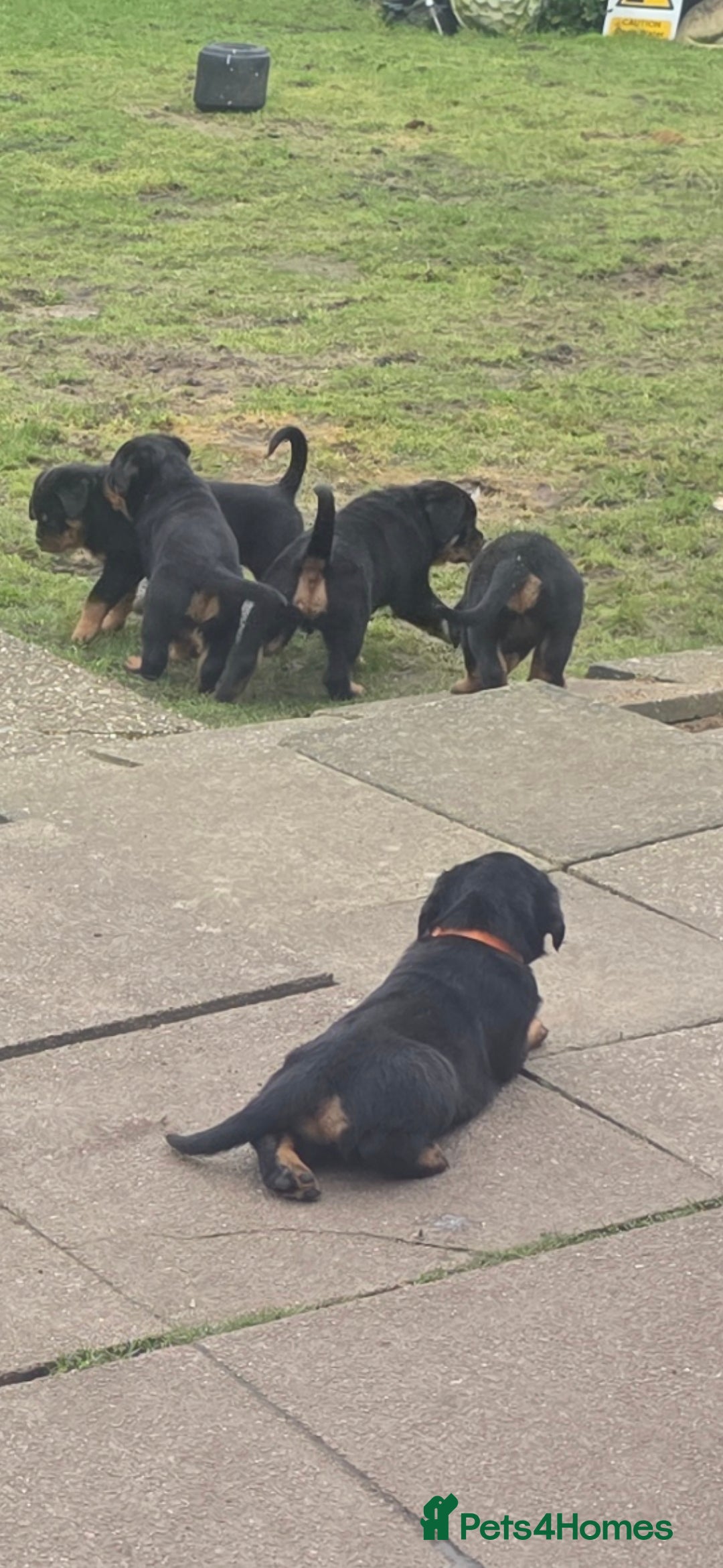 Rottweiler dogs Kc rottweiler viewing welcom. - Advert 18