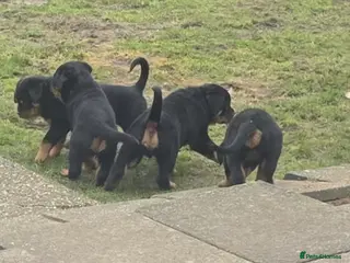 Rottweiler dogs Kc rottweiler viewing welcom. - Advert 18