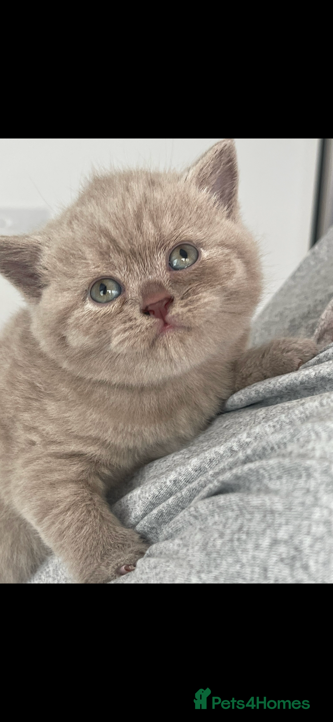 British Shorthair cats for sale: British shorthaired kittens full pedigree  - Image 8