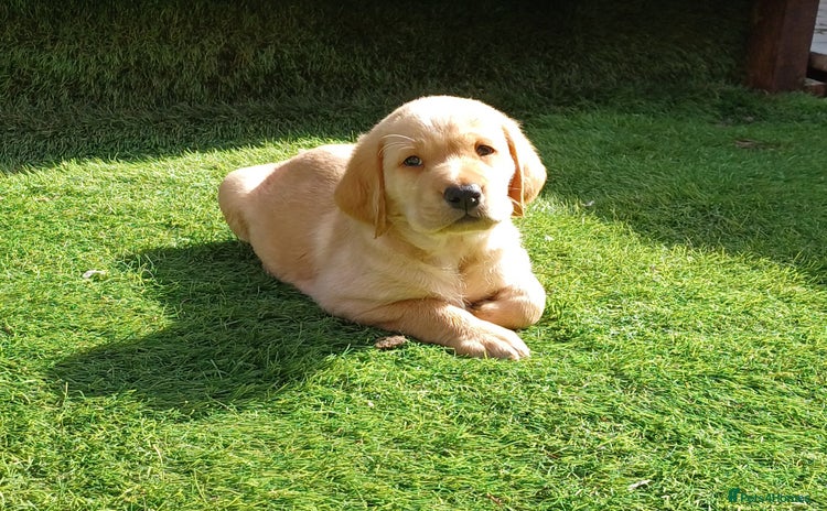 Labrador Retriever dogs - Advert 4