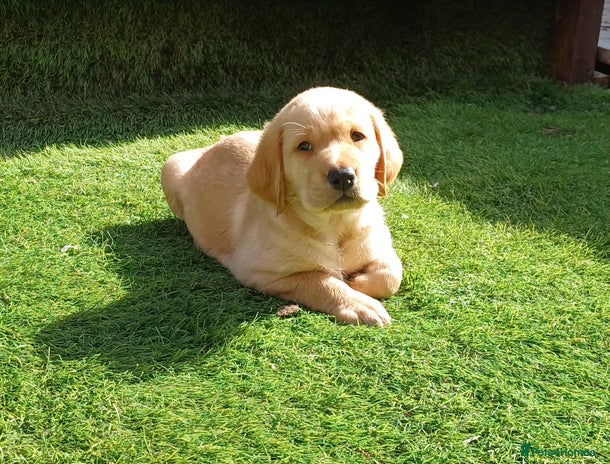 Labrador Retriever dogs - Advert 4