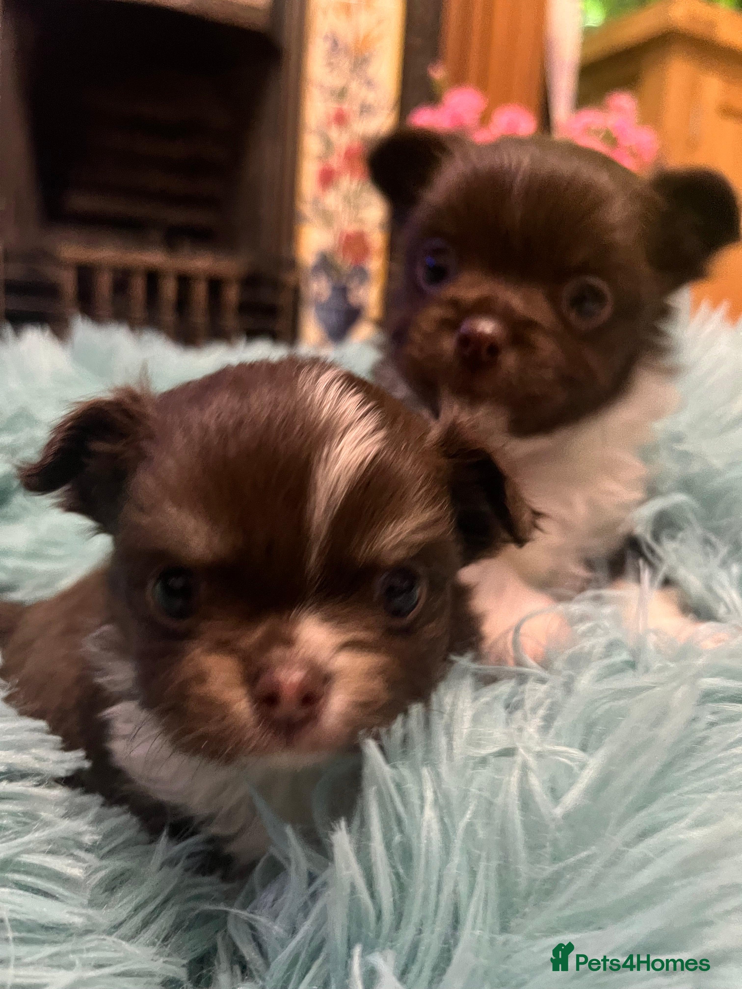 Chihuahua dogs Beautiful Longcoat Chocolate Chihuahuas - Advert 1